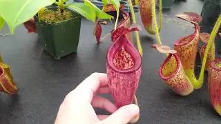 Hybrid Highlight: Nepenthes talangensis x glandulifera