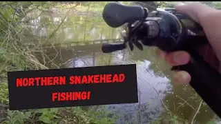 SNAKEHEAD CRUSHES Brush Hog! #SHORTS