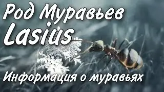 The Lasius Ant Genus / Everything You Need to Know About the Lasius Genus!