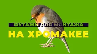 ФУТАЖ НА ХРОМАКЕЕ: ПТИЦЫ | БЕСПЛАТНОЕ ВИДЕО ДЛЯ МОНТАЖА! 🦅ПОЛЕВОЙ ВОРОБЕЙ #футаж #птицы #хромакей