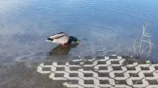 Caption this: Two Lonely Ducks