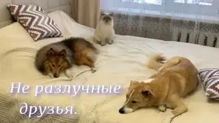 Не разлучные друзья