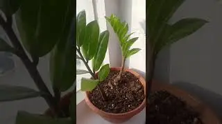 замиокулькас долларовое дерево