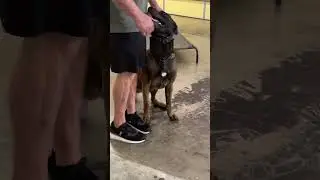 Aybo heeling then being sent to his place #workingk9 #dogtraining #k9trainer #k9protection