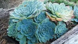 ENCANTADA COM ESSE JARDIM 