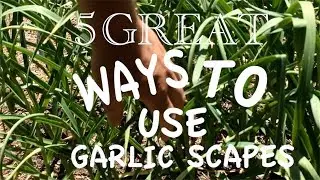 5 Great Ways to Use Garlic Scapes