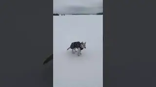 Тайга на прогулке