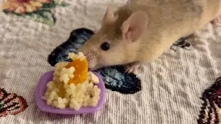 Gourmet Meals for Mice & Rats: Almonds, Couscous & Pumpkin!