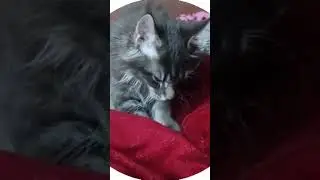 Мейн-Кун Велес4месяца,первое перебирание лапками#cat #мейнкуны #kitten #catlover #cute #kitty #funny