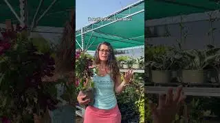Clematis care and pruning