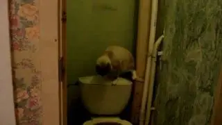 Тимоше не слабо смывать унитаз!!!!