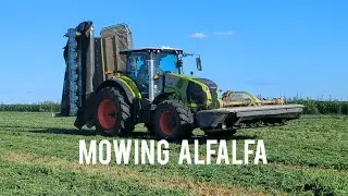 Mowing 4th cut alfalfa with all Claas equipment