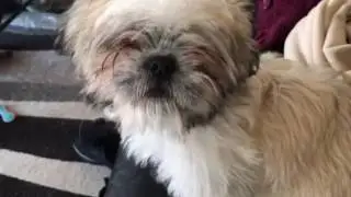 Sick as a dog!!!