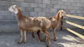 BUNDAY ARZON QOY TOPA OLMAYSIZ SHOSHILING 94-503-20-60   95-030-10-20