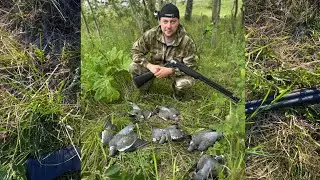 охота на вяхиря с чучалами