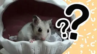 Confused hamster.
