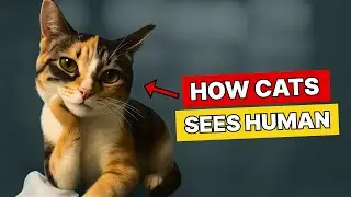 Do Cats THINK Humans Are Cats?