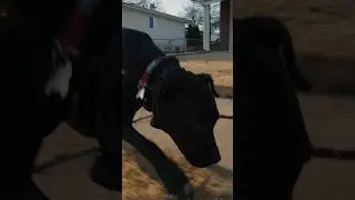 Surprise ending with Jackie #cinematography #pitbull #walk #2024