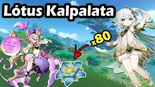 Rota de farm Lótus Kalpalata - Genshin Impact