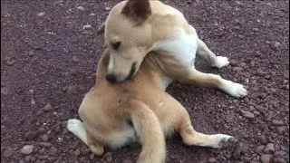 My dog's body is so soft