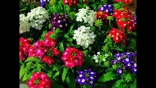 ONLY AFTER USING THIS PRODUCT WILL FLOWERS BLOOM 3 TIMES BETTER! SUPER FERTILIZER!!!
