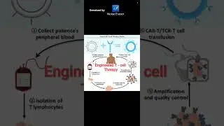 Engineered T cell Therapy