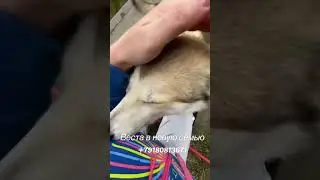 Западно-Сибирская лайка Веста в новую семью +79180813671