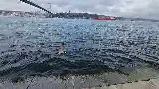 Istanbul Beylerbeyi Palace and Bosphorus.