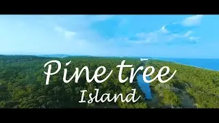 🌴Pine tree island | Winter season of south