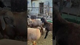 Баранчики АРАШАНЫ на продажу Ставропольский край тел. 89064759218