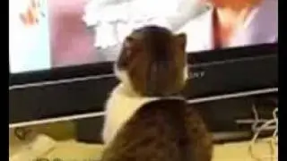 DRAMATIC CAT