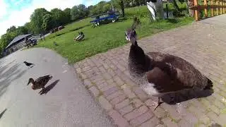 Wijkpark Merenwijk