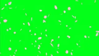 Green screen Rose petals falling motion animation|no copyright