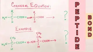 Peptide Bond Formation I Macromolecule I pakchemist