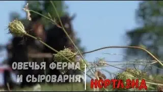 Как делают овечий сыр. Ферма Нортлэнд
