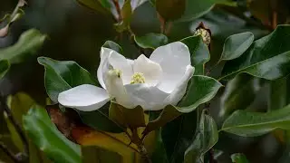 Magnolia Blooms Opening Time Lapse
