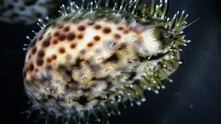 Facts: The Tiger Cowrie