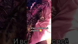 еще больше информации у нас в тг канале https://t.me/ctrahcomm #horrorstories #ghoststories #кошка