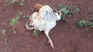 Trap for hens roosters and more without the need of a dog