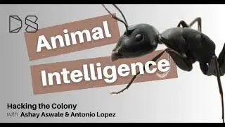 Hacking the Colony
