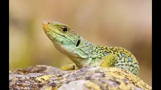 El Lagarto ocelado