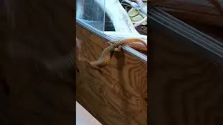 My FAILED Ackie Monitor Trick! #shorts