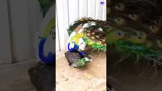 Male and female peacock #peacock #shorts #bdsports #lyrics #newmusic