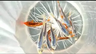 Ikan koi Shusui Motoaka