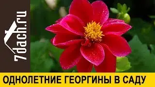 🌸 Весёлые ребята в саду: как посадить и вырастить однолетние георгины - 7 дач