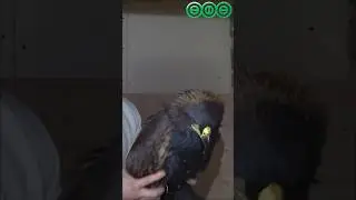 Очистка орла от битума😟 