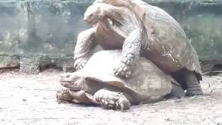 giant turtles hardcore sex!