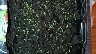 Рассада табака спустя 5 дней.
