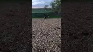 fun time at the cedar falls dog park #husky #belgiansheepdog #belgianshepherd