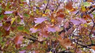 Colori d'Autunno